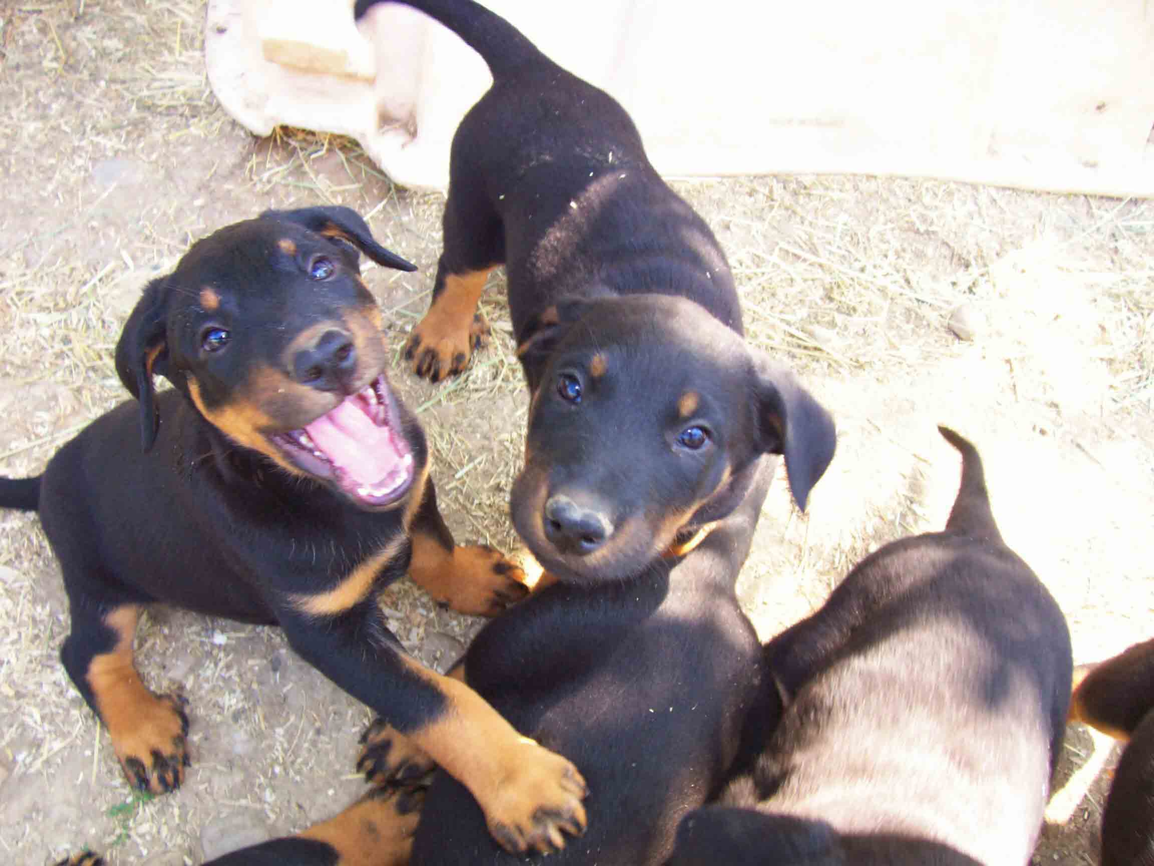Elevage de beauceron élevage du clos de la licorne elevage des gardiens de la licorne elevage beauceron noir et feu authentique gros gabarits élevage familial sérieux qualité suivi des chiots conseil d’éducation chiot propre bas rouge santé caractère spécialiste du beauceron noir et feu ou arlequin chien rustique berger de France  nos chiots sont élevés avec amour et attention notre passion au service de la qualité Beauceron de qualité et sportif domaine de la licorne 04380 BARRAS élevage en liberté éleveur berger de beauce élevage de beauceron de travail domainedelalicorne.fr chiot beauceron pure race